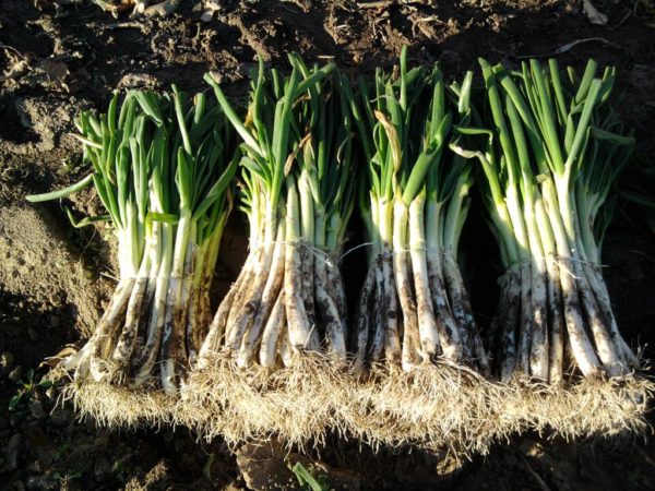 Calçots (50 unitats)