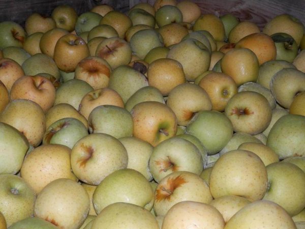 Poma golden mitjana