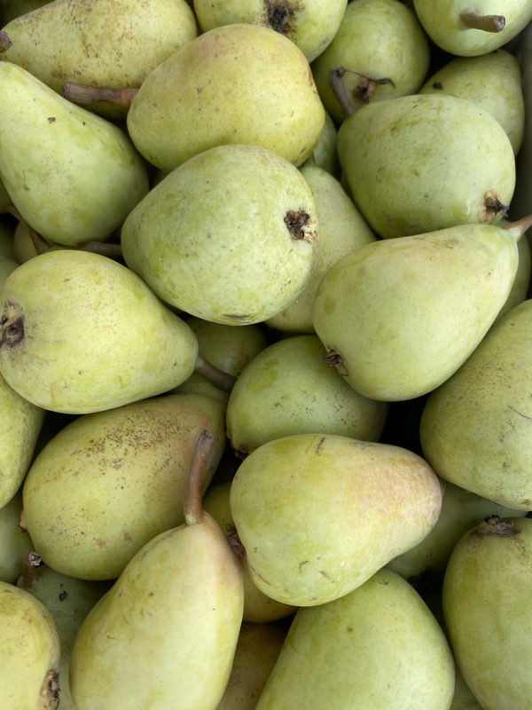 Pera ercolina